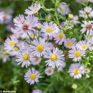 Aster ericoides Esther