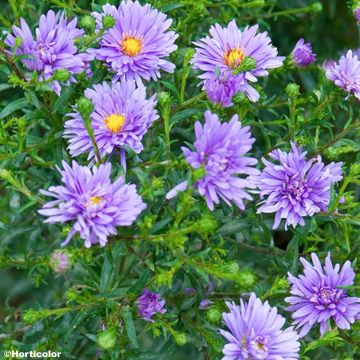 Aster novi-belgii Sarah Ballard - Astro settembrino