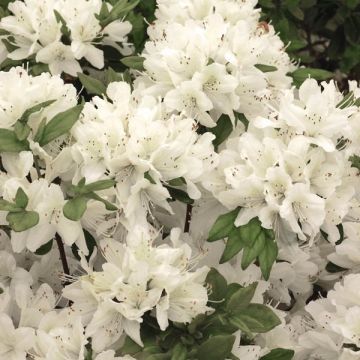 Azalea Schneewittchen