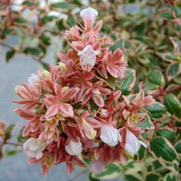 Abelia grandiflora Magic Daydream