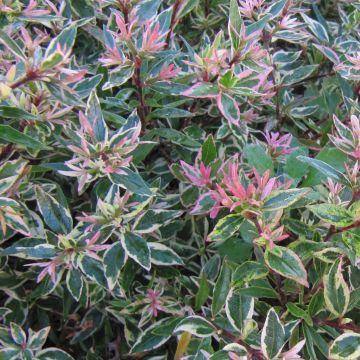 Abelia grandiflora Confetti