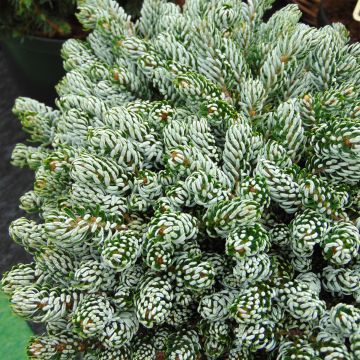 Abete coreano Kohout's Icebreaker - Abies koreana