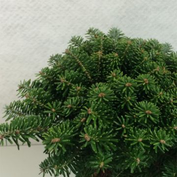 Abete coreano Tundra - Abies koreana