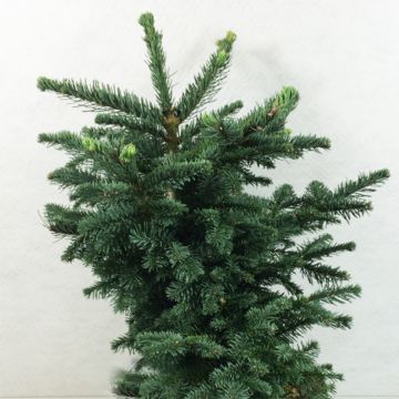 Abete nobile Bizarro - Abies procera