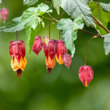 Abutilon megapotamicum