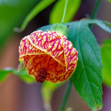 Abutilon striatum Redvein