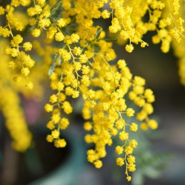 Acacia baileyana - Mimosa di Bailey