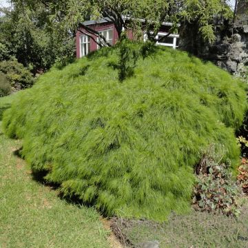 Acacia cognata Limelight - Mimosa