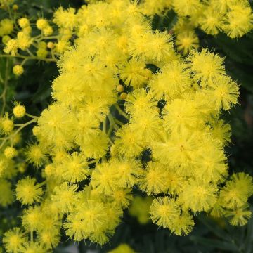 Acacia dealbata - Mimosa