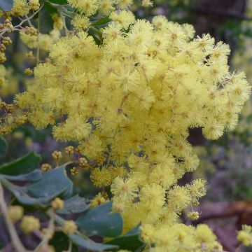 Acacia pravissima - Mimosa