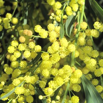 Acacia retinodes Lisette - Mimosa 4 stagioni