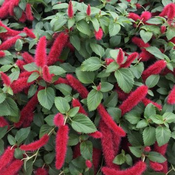 Acalypha Foxie - Coda di volpe