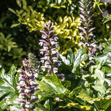 Acanthus hungaricus White Lips