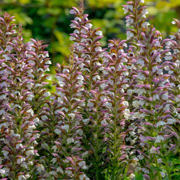 Acanthus spinosus - Acanto spinoso