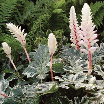 Acanthus mollis Whitewater