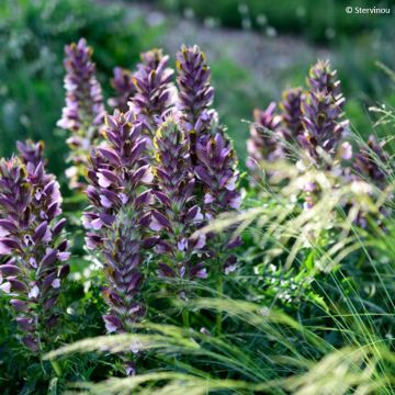 Acanthus hirsutus subsp. syriacus - Acanthe