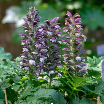 Acanthus hungaricus