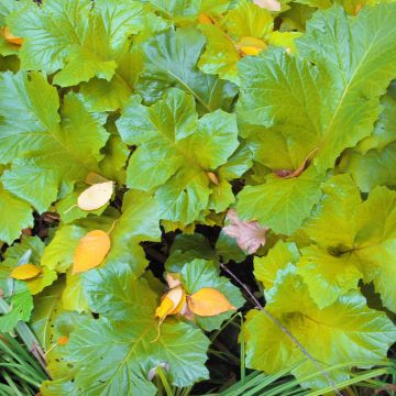 Acanthus mollis Hollards Gold