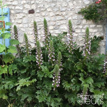 Acanthus mollis Latifolius