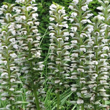 Acanthus mollis Rue Ledan