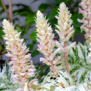 Acanthus mollis Tasmanian Angel