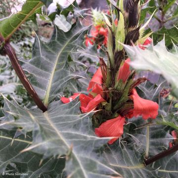 Acanthus sennii