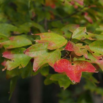 Acer buergerianum - Acero tridente