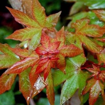 Acer cappadocicum Rubrum