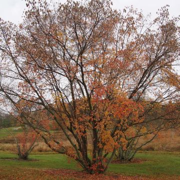 Acer tataricum - Acero di fuoco