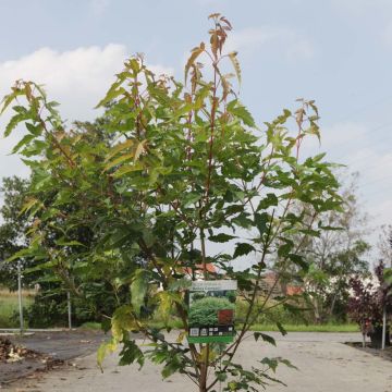 Acer tataricum Moonrise - Acero ginnala