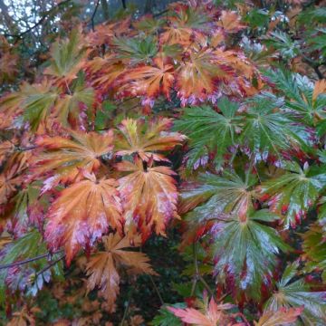 Acer japonicum Aconitifolium - Acero giapponese