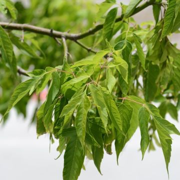 Acer negundo