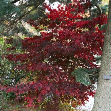 Acer palmatum Bloodgood - Acero giapponese