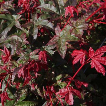 Acer palmatum Deshojo - Acero giapponese