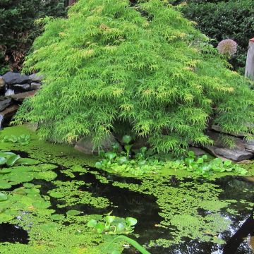 Acer palmatum Dissectum Viridis - Acero giapponese