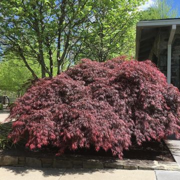 Acer palmatum Dissectum Tamukeyama - Acero giapponese