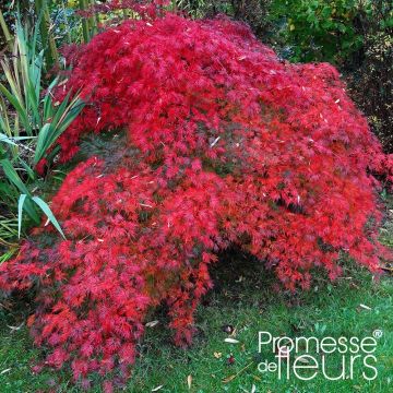 Acer palmatum Emerald Lace - Acero giapponese