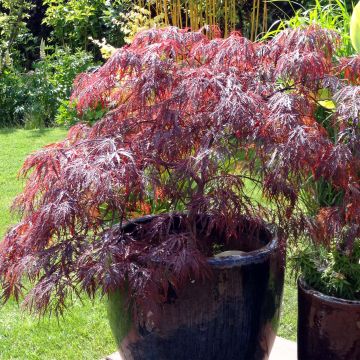 Acer palmatum Dissectum Inaba-Shidare - Acero giapponese