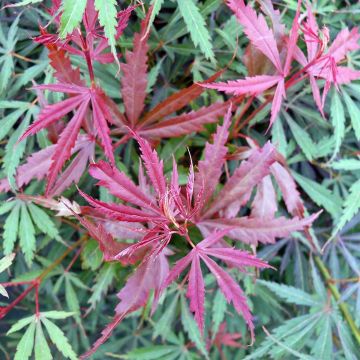 Acer palmatum Jerre Schwartz - Acero giapponese