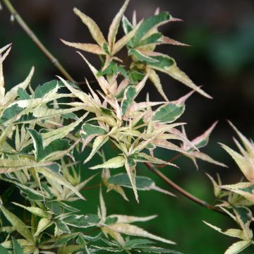 Acer palmatum Kagiri-nishiki - Acero giapponese