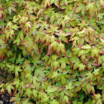 Acer palmatum Little Princess - Acero giapponese