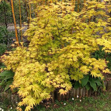 Acer palmatum Orange Dream - Acero giapponese