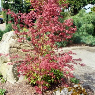 Acer palmatum Pevé Starfish - Acero giapponese