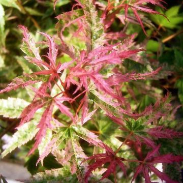 Acer palmatum Phoenix - Acero giapponese