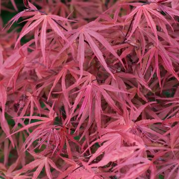 Acer palmatum Red Pygmy - Acero giapponese