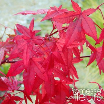 Acer palmatum Redwine - Acero giapponese