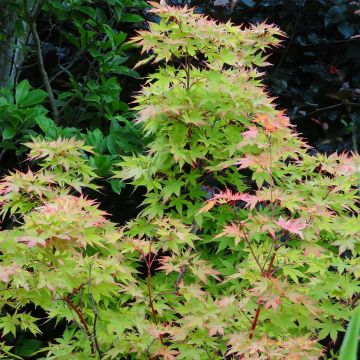 Acer palmatum Sangokaku - Acero giapponese