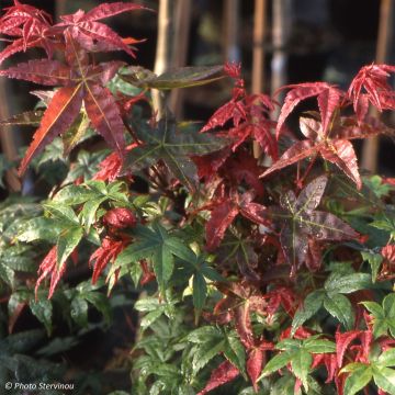 Acer palmatum Shindeshojo - Acero giapponese