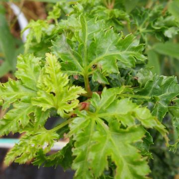 Acer palmatum Shishigashira - Acero giapponese