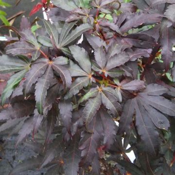 Acer palmatum Skeeter's Broom - Acero giapponese